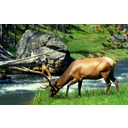 Show  Image