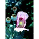 Show  Image