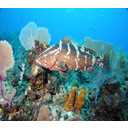 Show  Image
