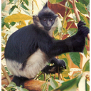 Show  Image