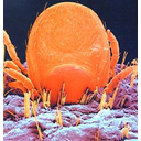 Show  Image