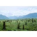 Show Đồng rêu đới lạnh (Tundra) Image