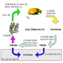 Show  Image