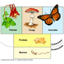 Show  Image