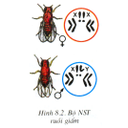 Show  Image