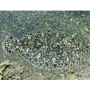 Show  Image