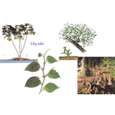 Show  Image
