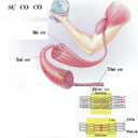 Show  Image