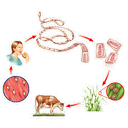 Show  Image