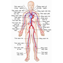 Show  Image
