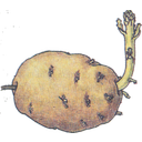 Show  Image