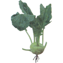 Show  Image