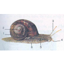Show  Image