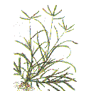 Show  Image