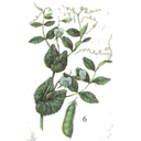 Show  Image