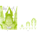 Show  Image