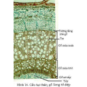 Show  Image