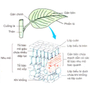 Show  Image