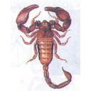 Show  Image