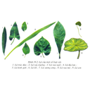 Show  Image