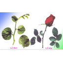 Show  Image