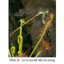 Show  Image