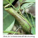 Show  Image