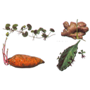 Show  Image