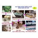 Show  Image