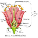 Show  Image