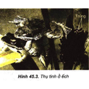 Show  Image