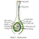 Show  Image