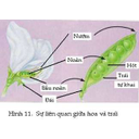 Show  Image