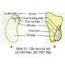 Show  Image