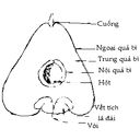 Show  Image