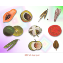 Show  Image