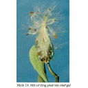 Show  Image