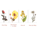 Show  Image