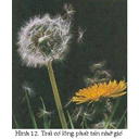 Show  Image
