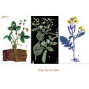 Show  Image