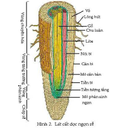 Show  Image