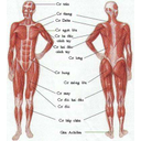 Show  Image