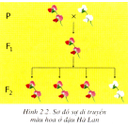 Show  Image