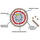 Show Cấu tạo của virus Image