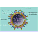Show Virus cúm H5N1 Image