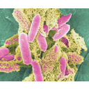 Show Vi khuẩn E.coli Image