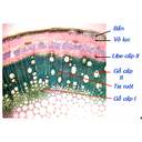 Cấ tạo thứ cấp thân hai lá mầm