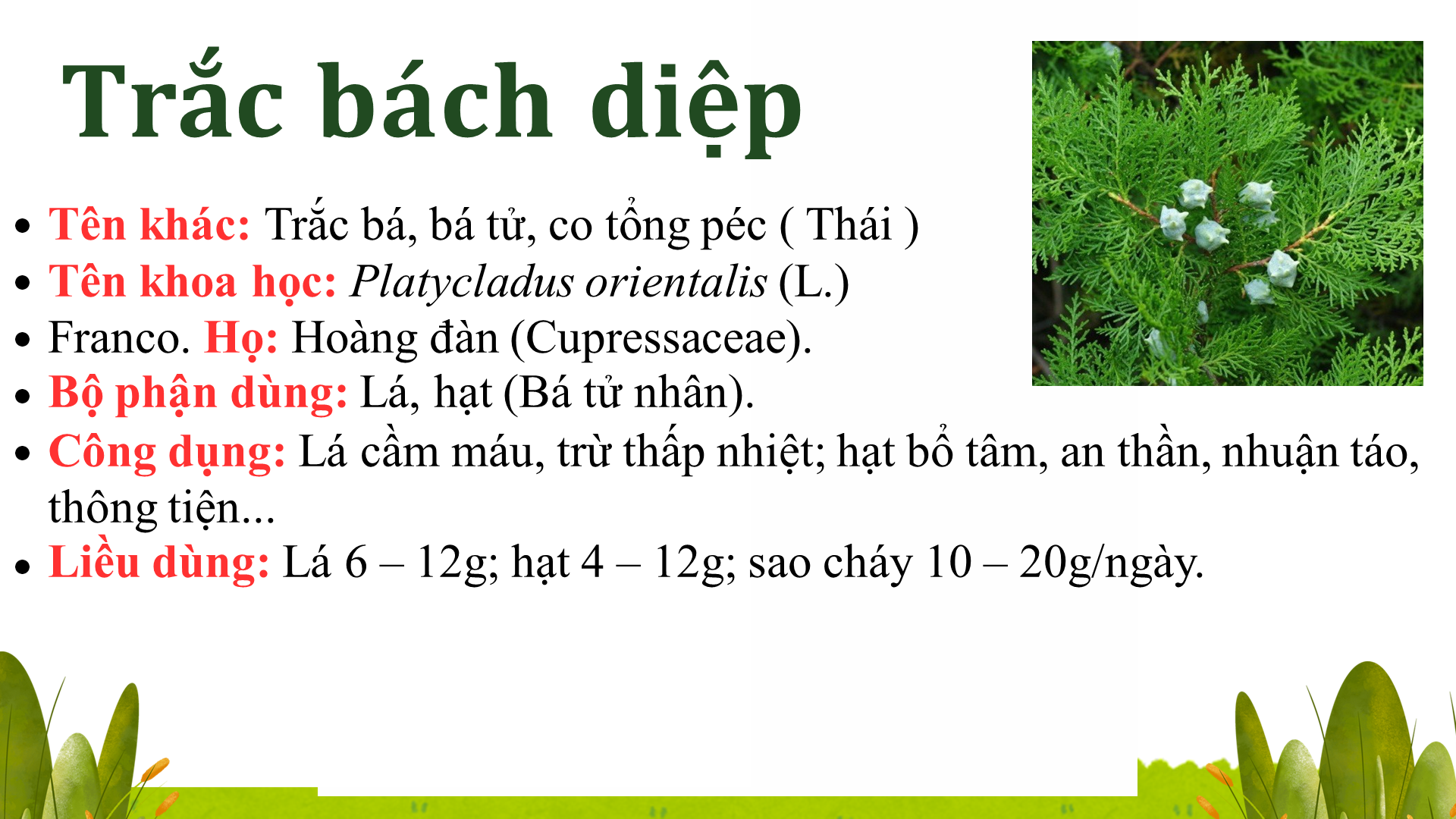 Trắc Bá Diệp