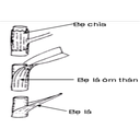 Bẹ chìa