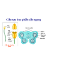 cấu tạo bao phấn